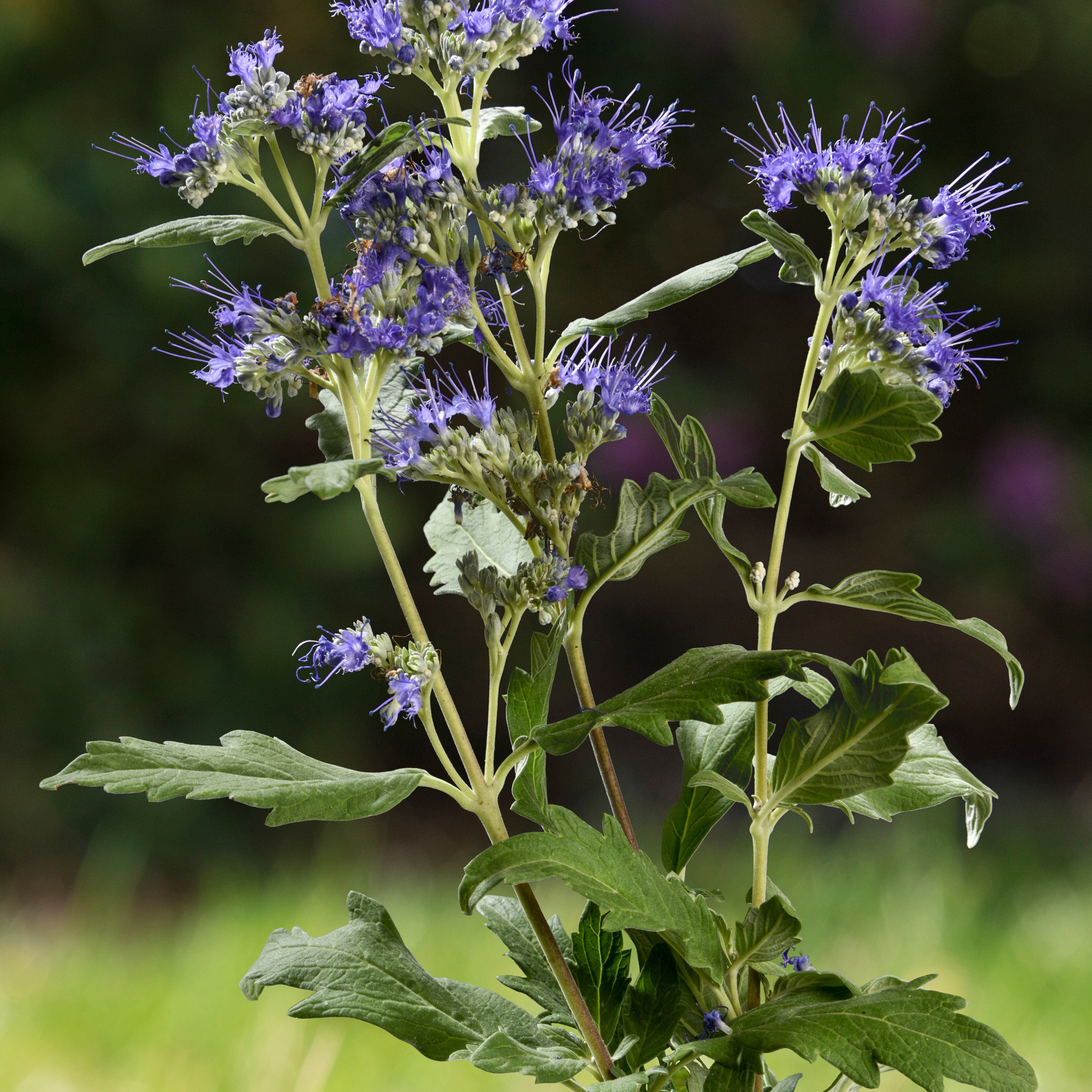 Bakker Good as Gold caryopteris arbuste pot 1.3L feuillage jaune