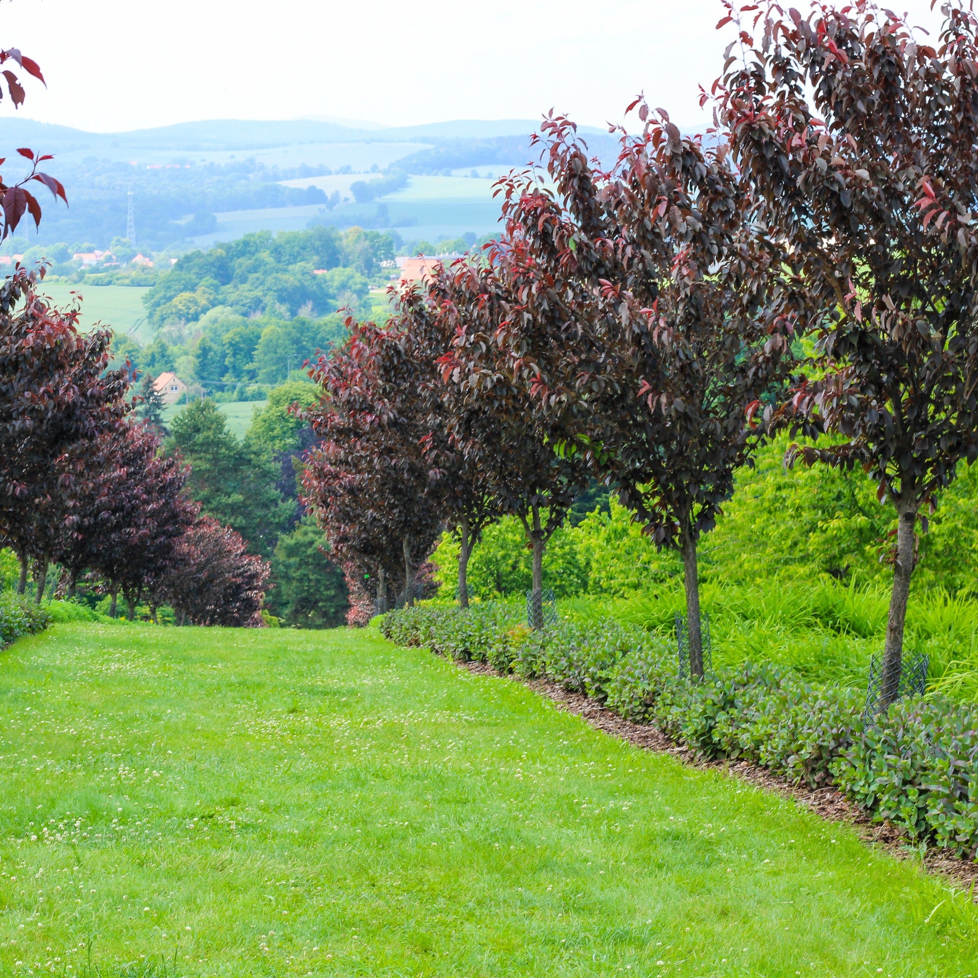 Bakker Prunus Royal Burgundy cerisier pot 3L fleurs roses