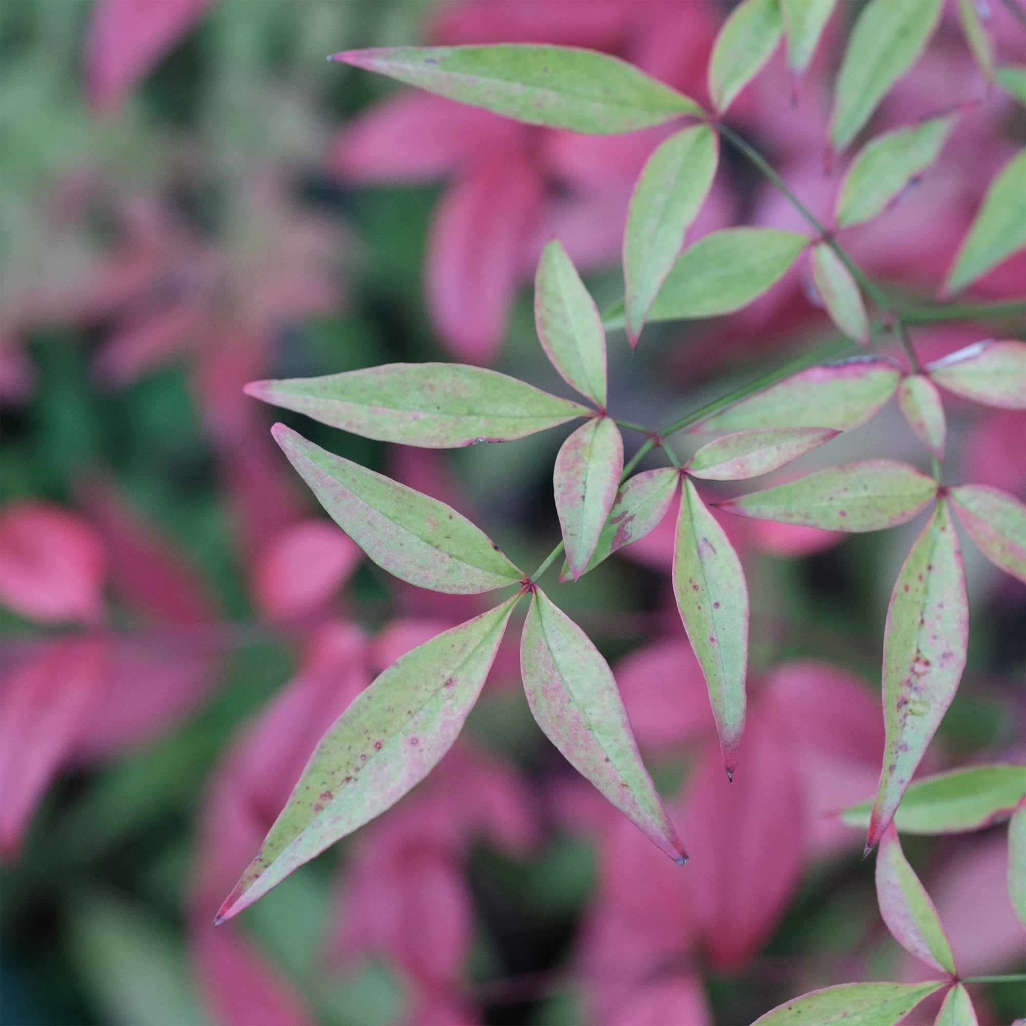 Bakker Nandina Flirt bambou sacré nain arbuste pot 2L