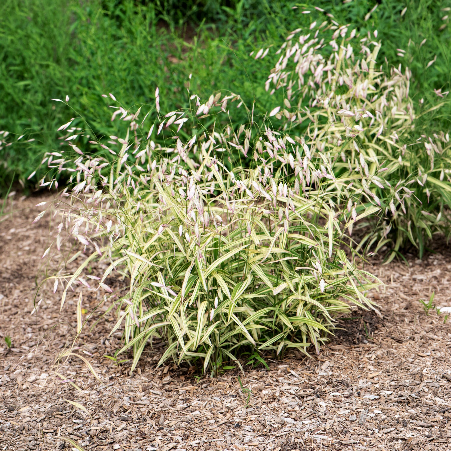 Bakker Chasmanthium latifolium graminée pot Ø9cm mi-ombre