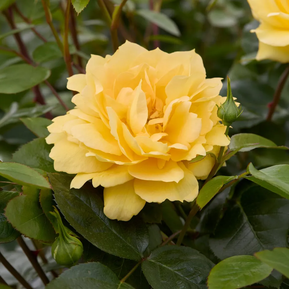 Bakker Rosier Bahama Intercomham rosier racine nue jaune parfumé
