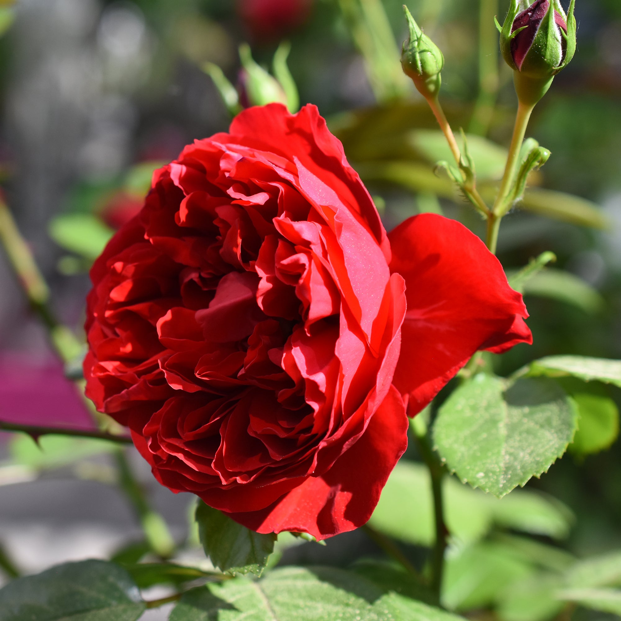 Bakker Florentina rosier grimpant pot 4L fleurs rouges
