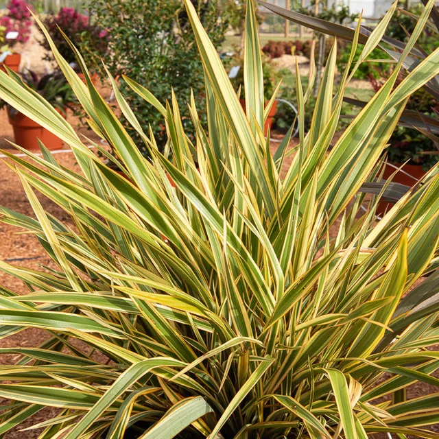 Bakker Golden Ray phormium lin Nouvelle-Zélande pot jaune