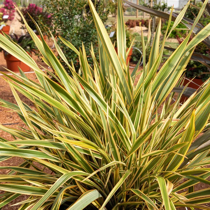 Bakker Golden Ray phormium lin Nouvelle-Zélande pot jaune