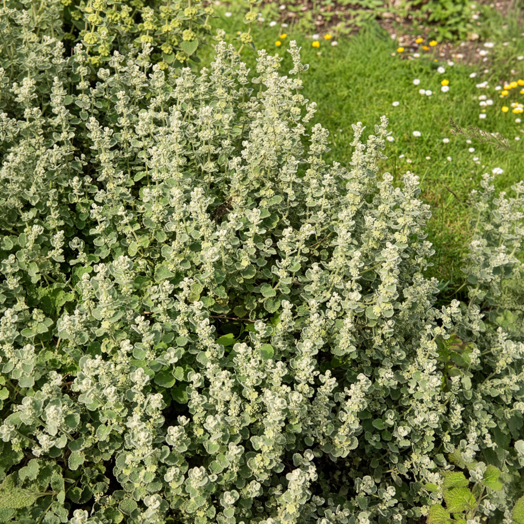 Bakker Vivaces Ballote pseudodictamnus pot 9cm argenté
