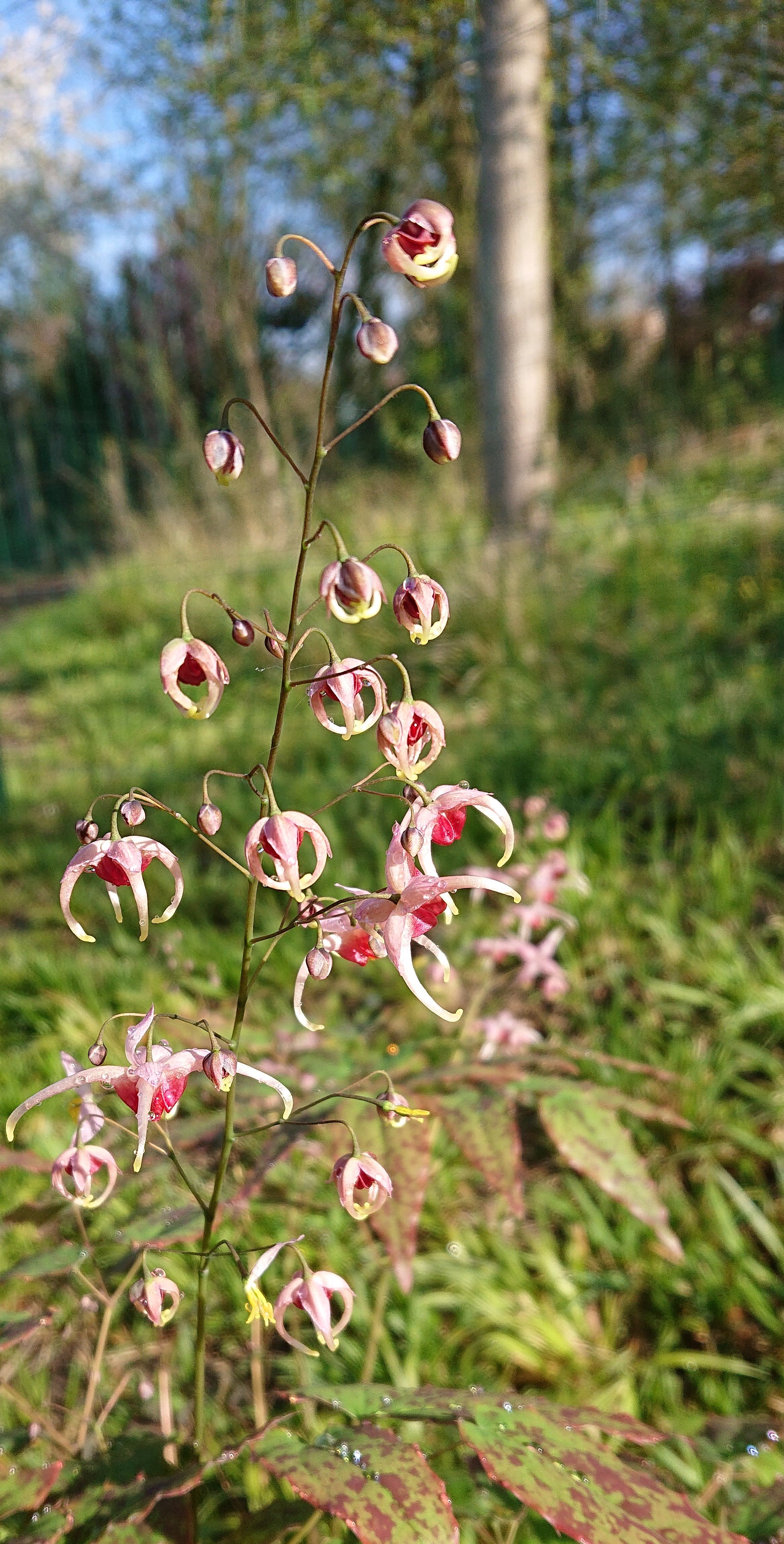 Passion Vivaces Epimedium Pink Champagne plante vivace pot 1 L rose