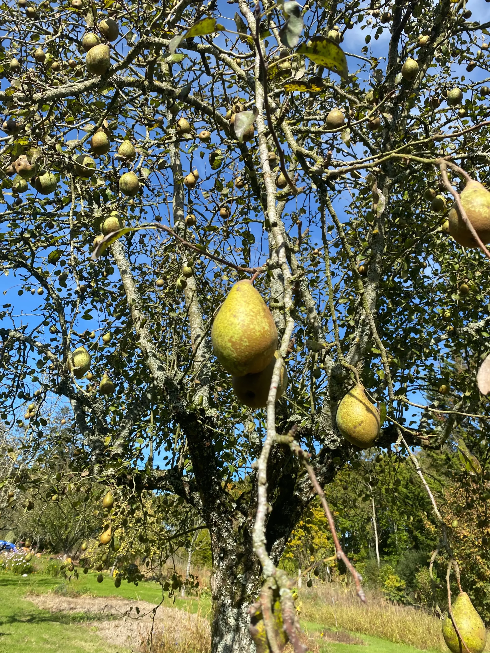 Michel Adam Bonne Femme poirier fruit ancien
