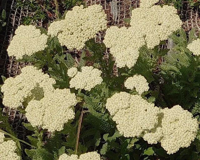 Passion Vivaces Achillea nobilis achillée plante vivace soleil