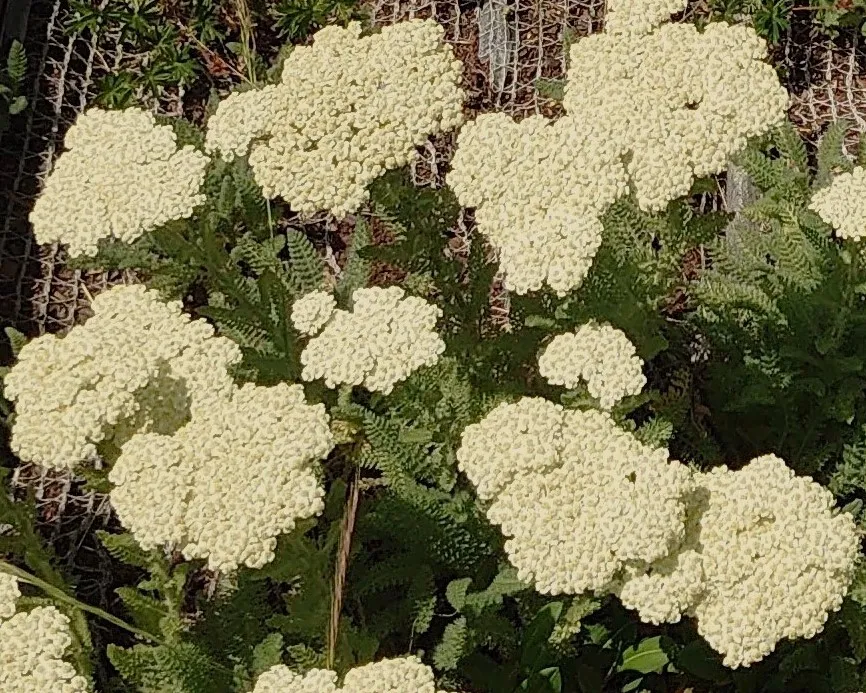 Passion Vivaces Achillea nobilis achillée plante vivace soleil