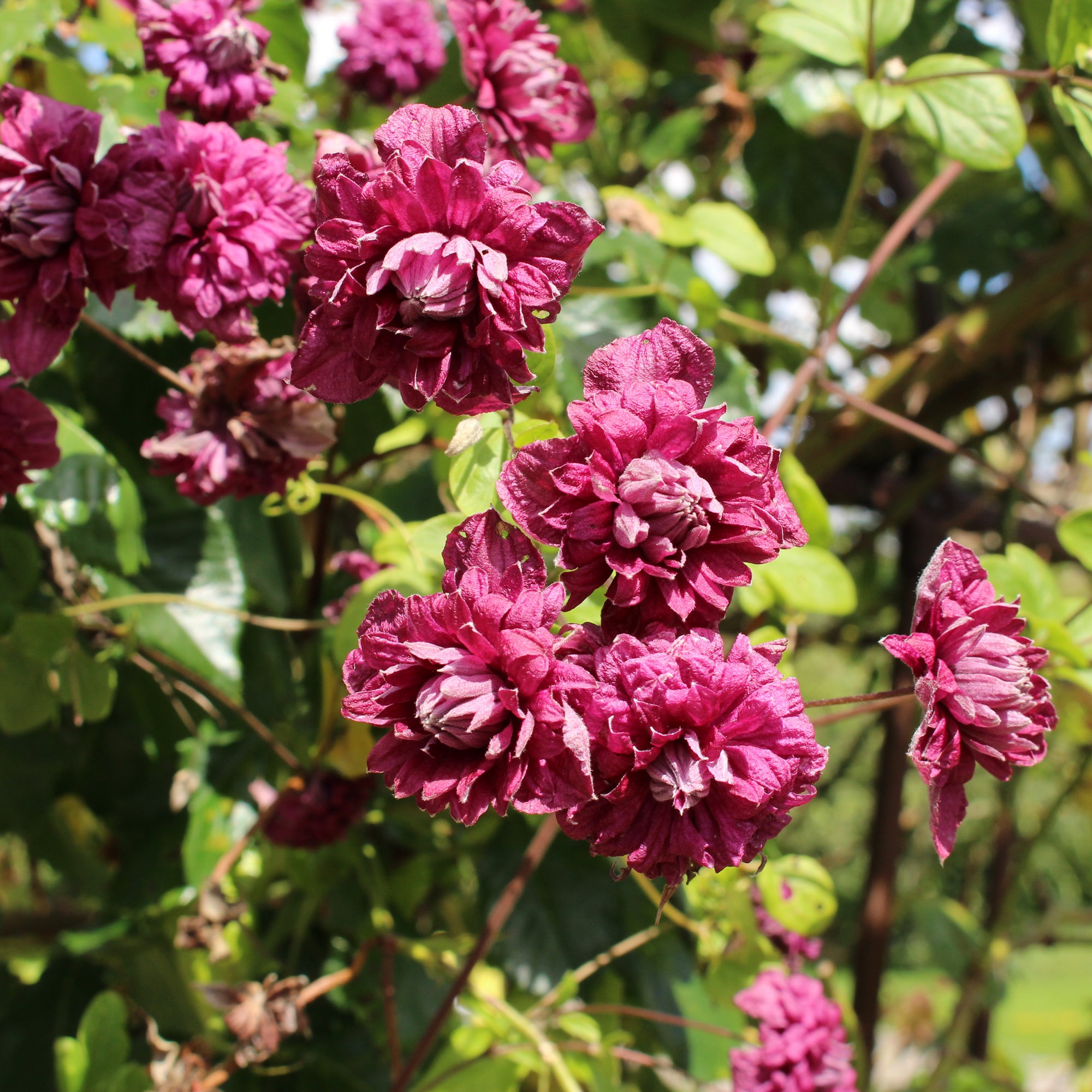 Bakker Clématite double pourpre plante grimpante pot 2L violet