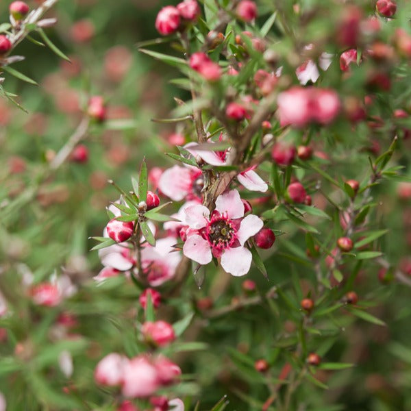 Bakker Martini arbre à thé pot Ø9cm floraison rose