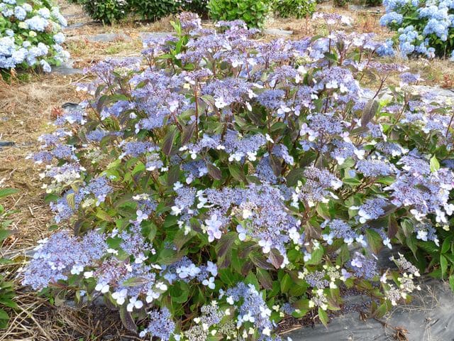 Les Hortensias du Haut Bois Kuro hime hortensia serrata fleurs plates godet