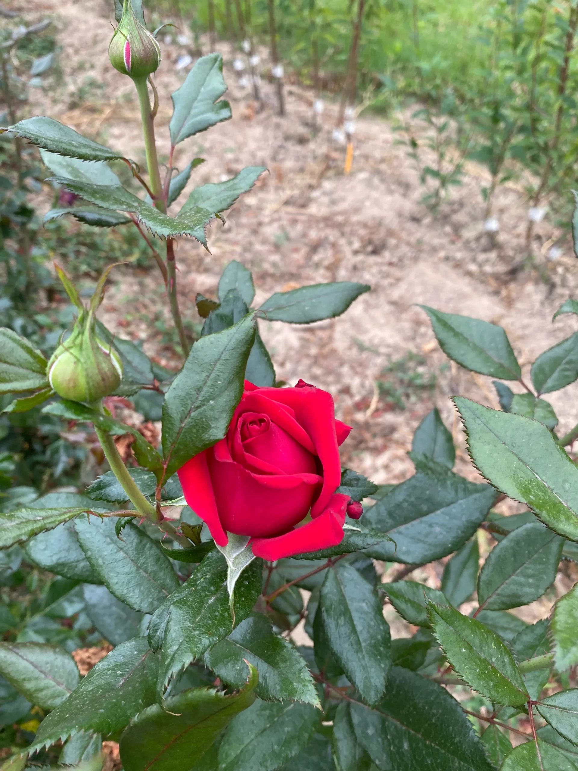 Michel Adam Yvonne Guégan Adagraneuf rosier buisson rouge groseille