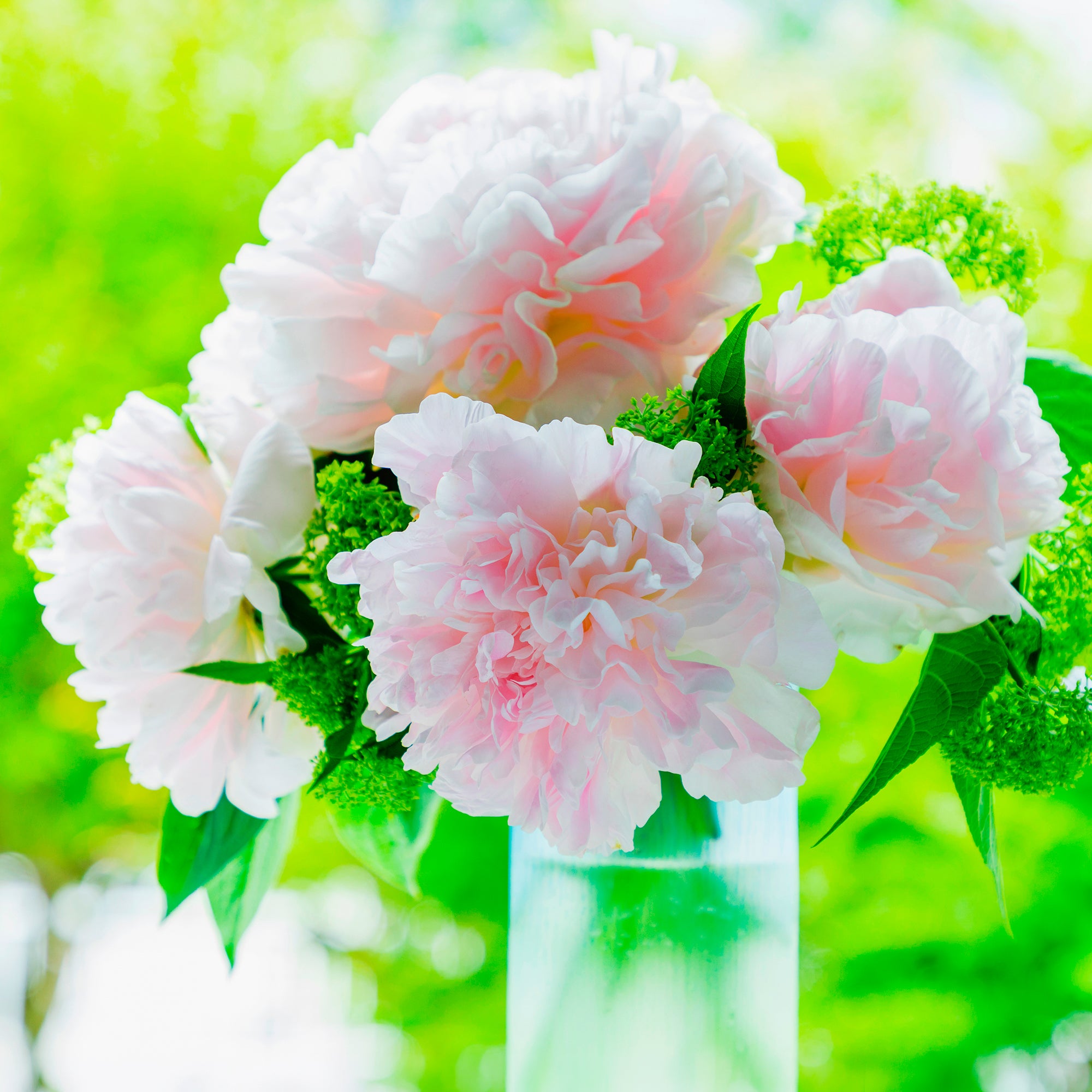 Bakker Pivoine Albert Crousse vivace racine nue rose double