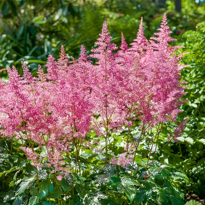 Bakker Astilbe Rheinland vivace rose pot Ø 9 cm