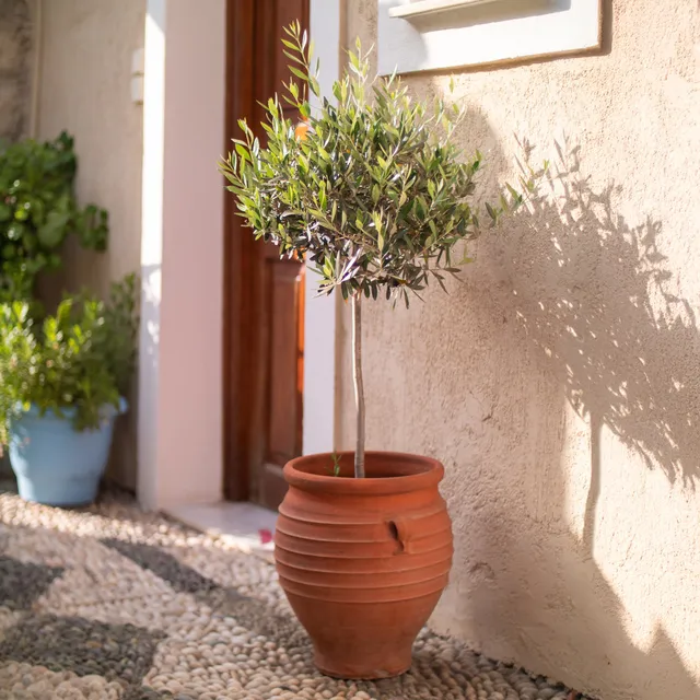 Bakker Olivier sur tige Olea europaea pot 3L tige 50cm