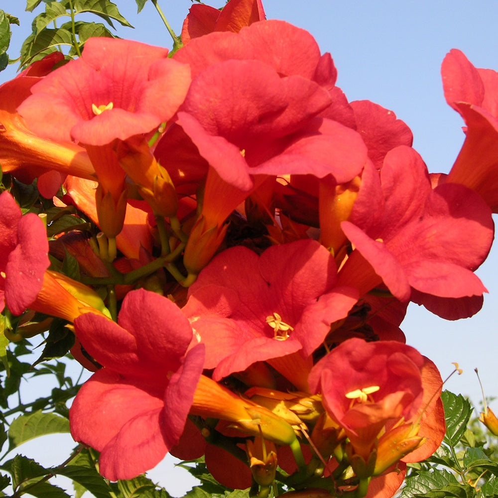Bakker Plantes d'extérieur Bignone Madame Galen grimpante pot 2L orange