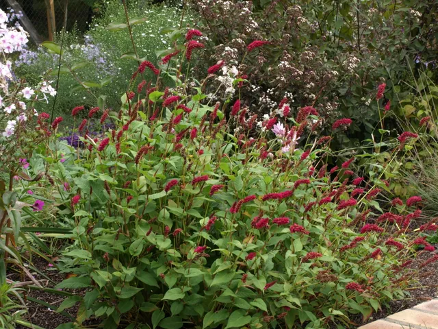 Passion Vivaces Persicaria Pendula Arun Gem plante rose foncé