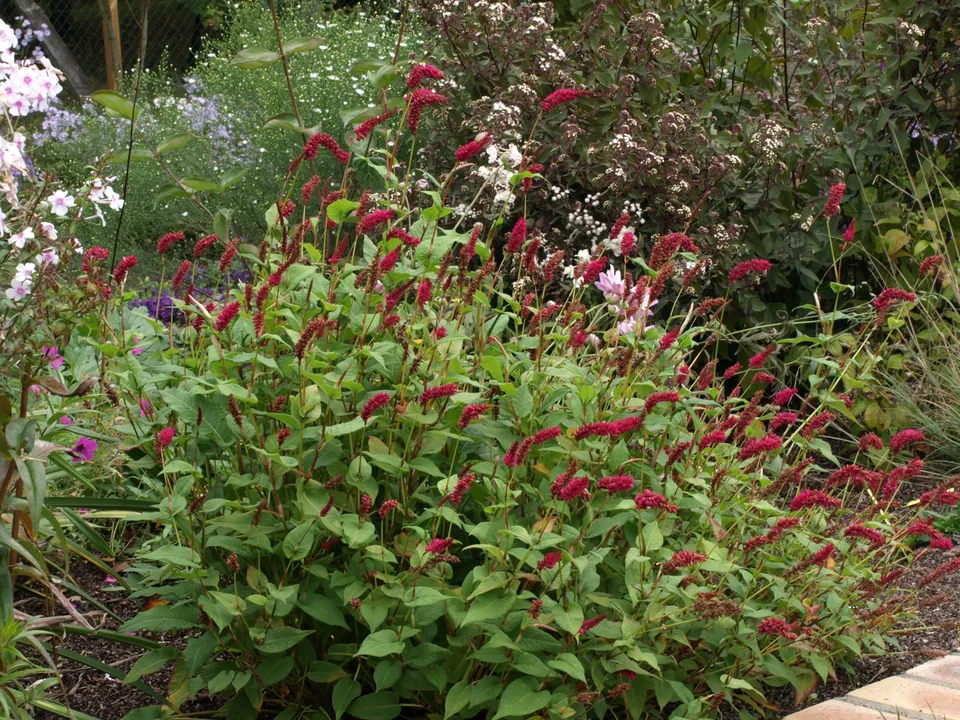 Passion Vivaces Persicaria Pendula Arun Gem plante rose foncé