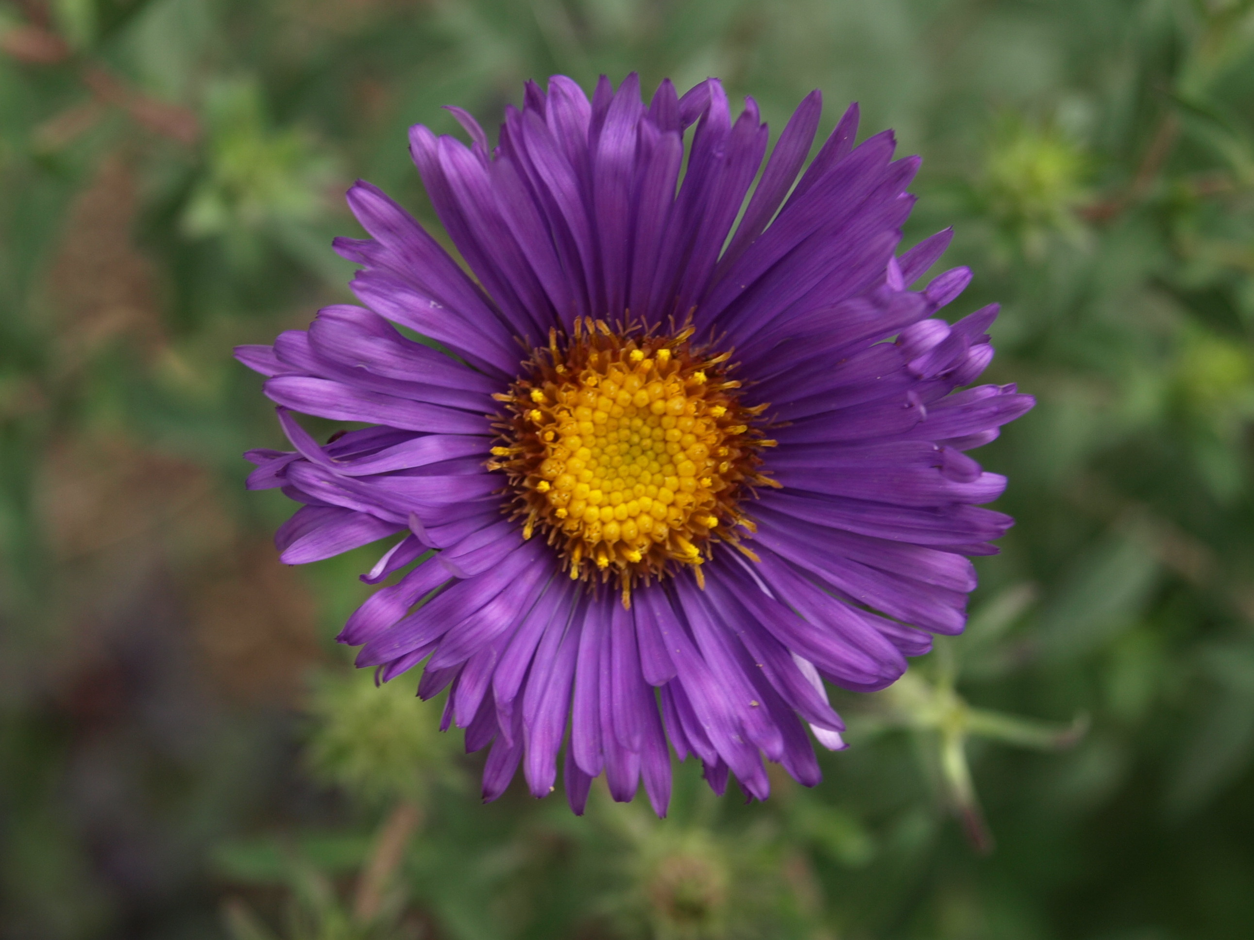 Passion Vivaces Aster novae-angliae Blue Eyes vivace bleu godet