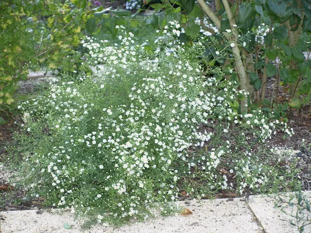 Passion Vivaces Aster Schneegitte plante godet blanc pur