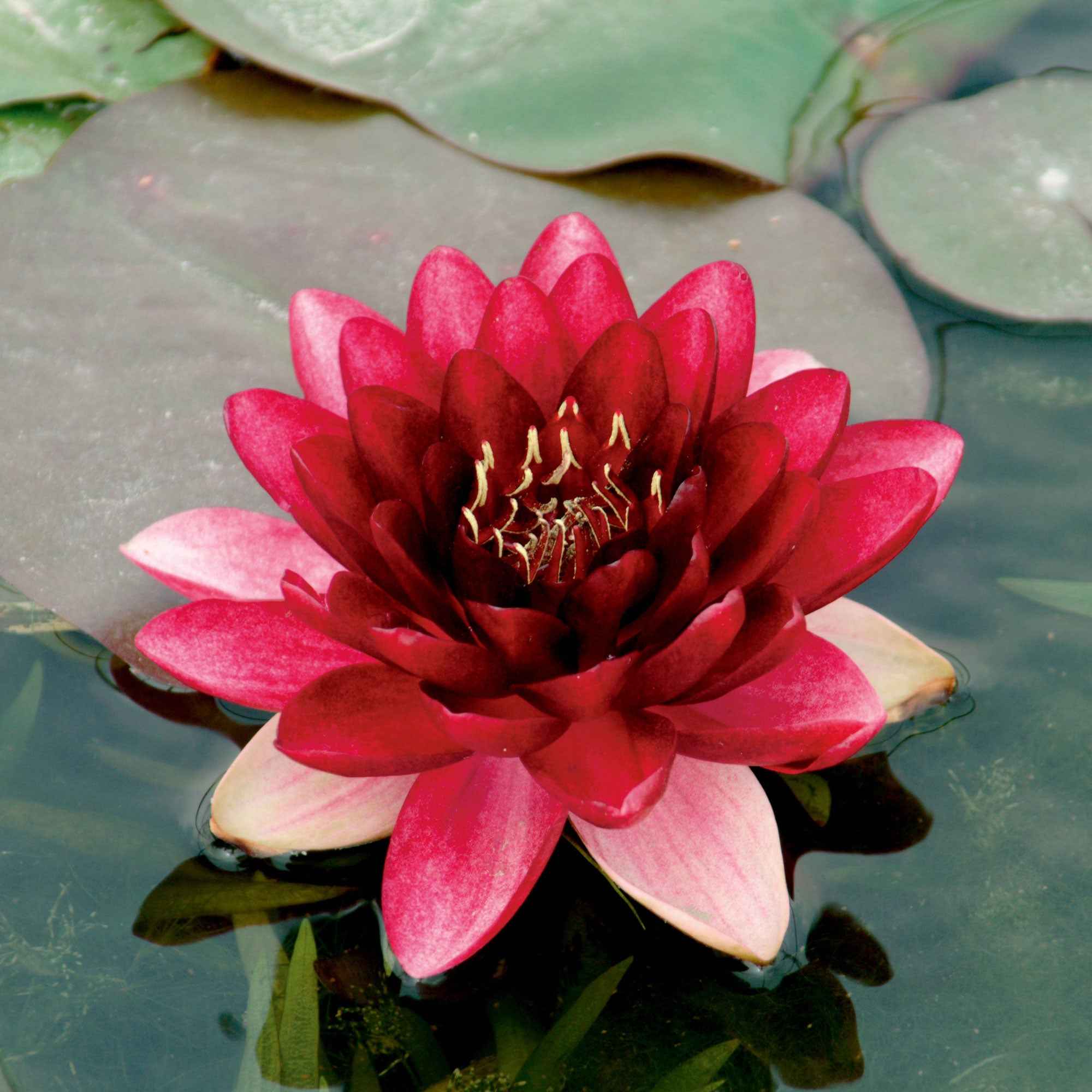 Bakker Perry's Almost Black nénuphar pot Ø11cm fleur noire
