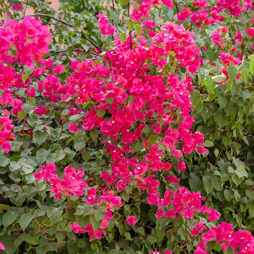 Bakker Bougainvillier rose plante grimpante pot Ø12cm floraison rose