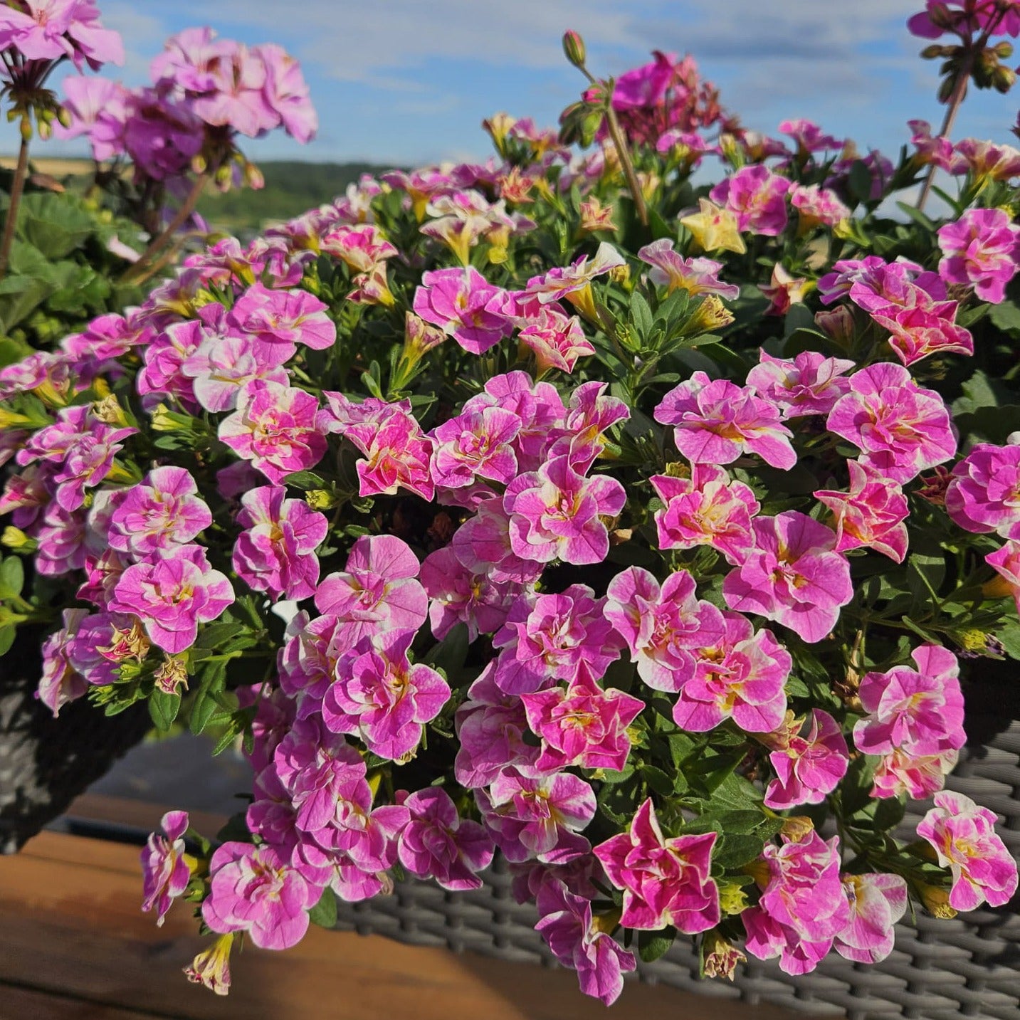 Bakker Double Loopy mini-pétunia rose 3 pots Ø10,5cm