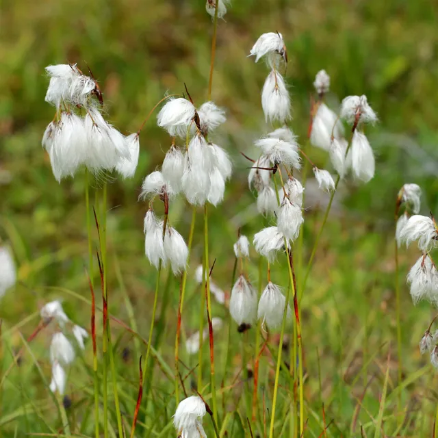 Bakker Linaigrette à feuilles étroites plante pot 9cm