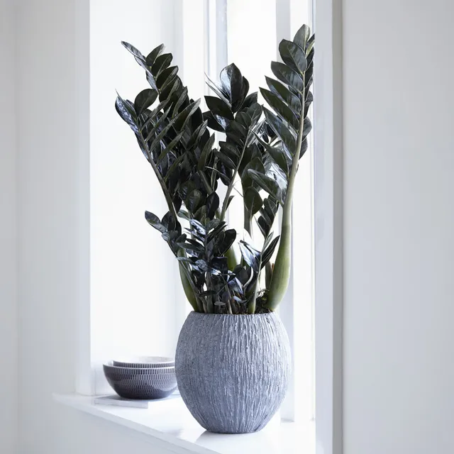 Bakker Zamioculcas Raven plante intérieur noire Ø14cm