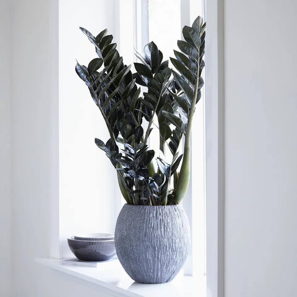 Bakker Zamioculcas Raven plante intérieur noire Ø14cm