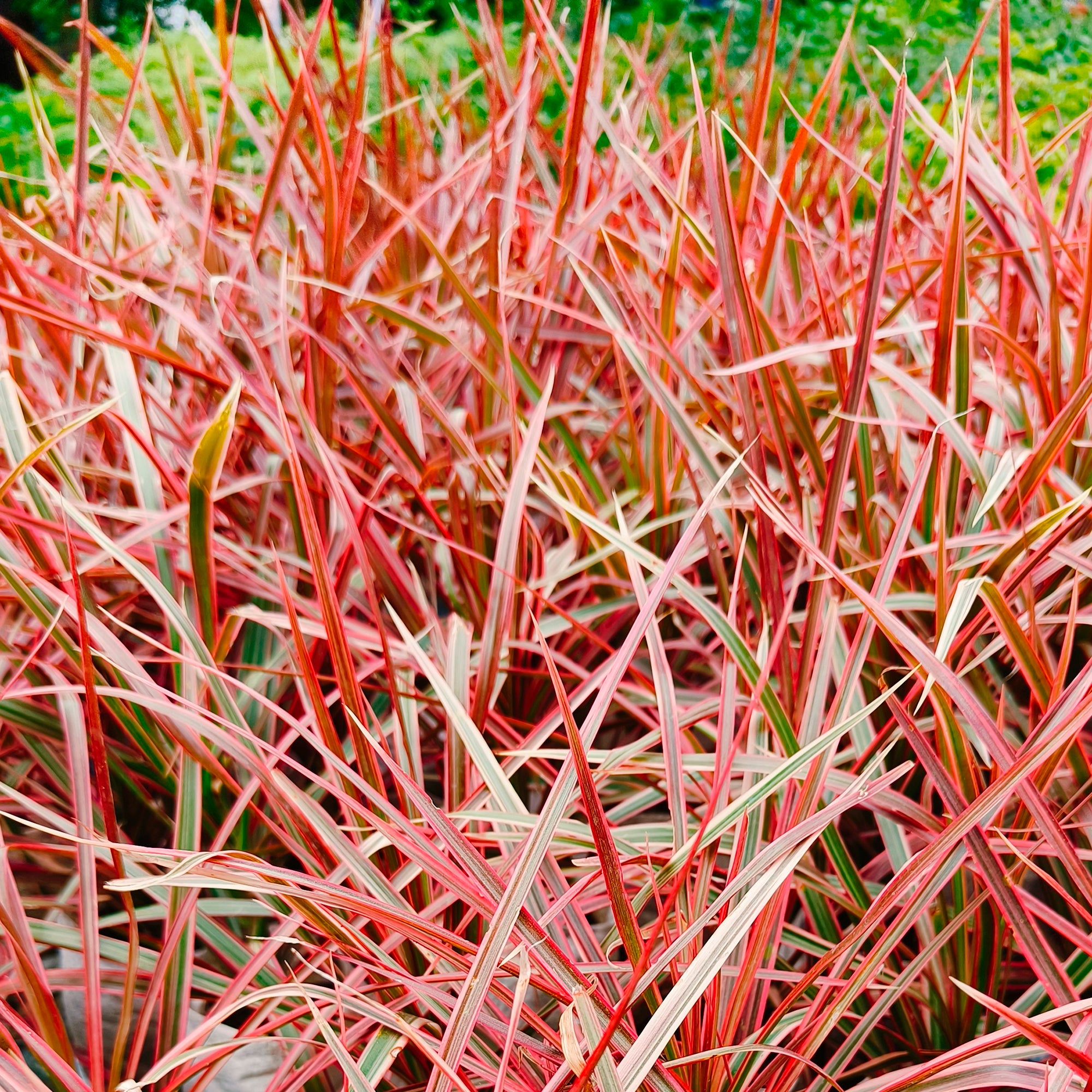 Bakker Herbe rouge Belinda's Find graminée pot Ø 9 cm rouge