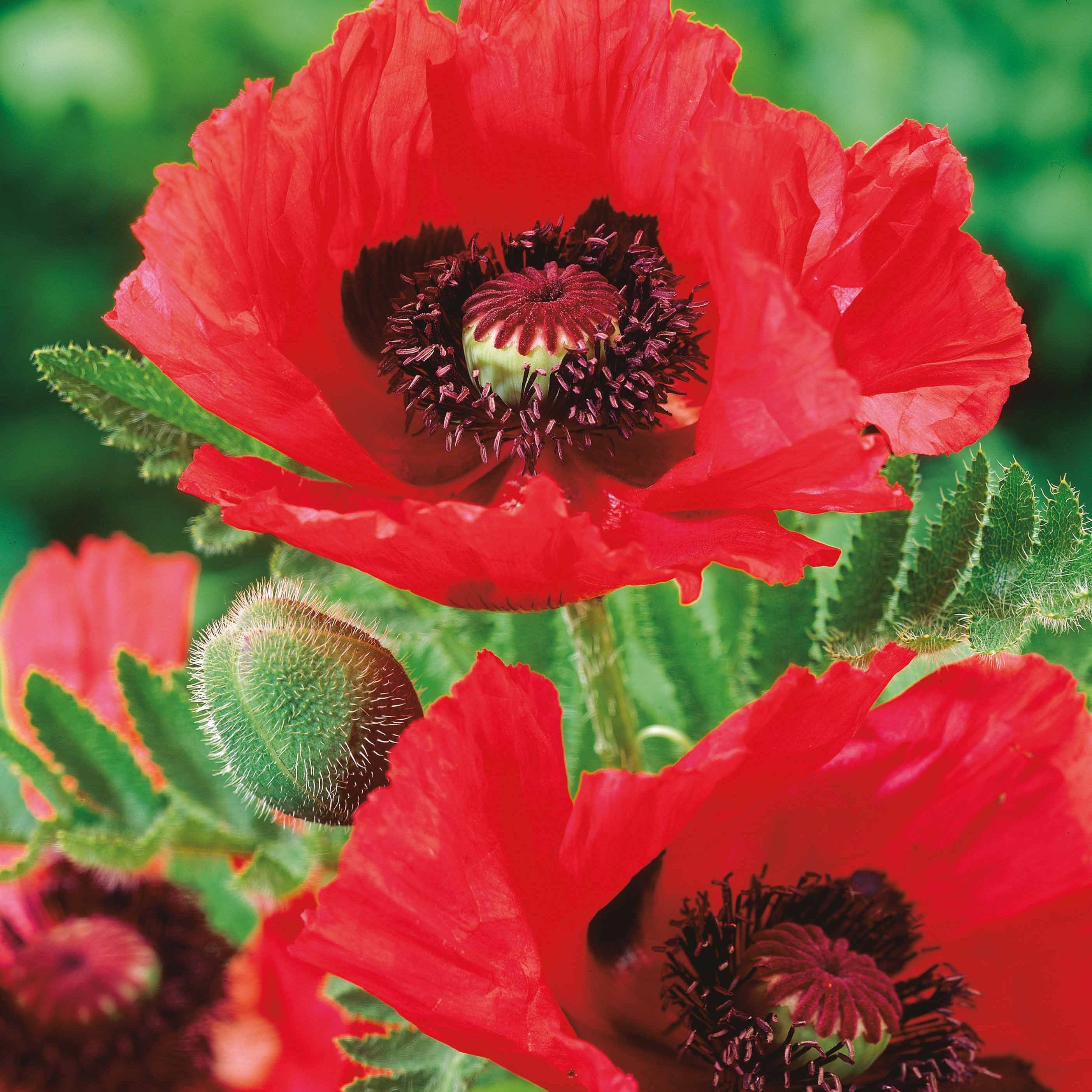 Bakker Pavot d'Orient rouge plante vivace 3 racines nues
