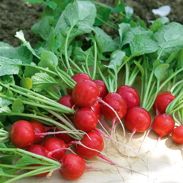 Bakker Potager Radis Cerise graines sachet 10g rond rouge