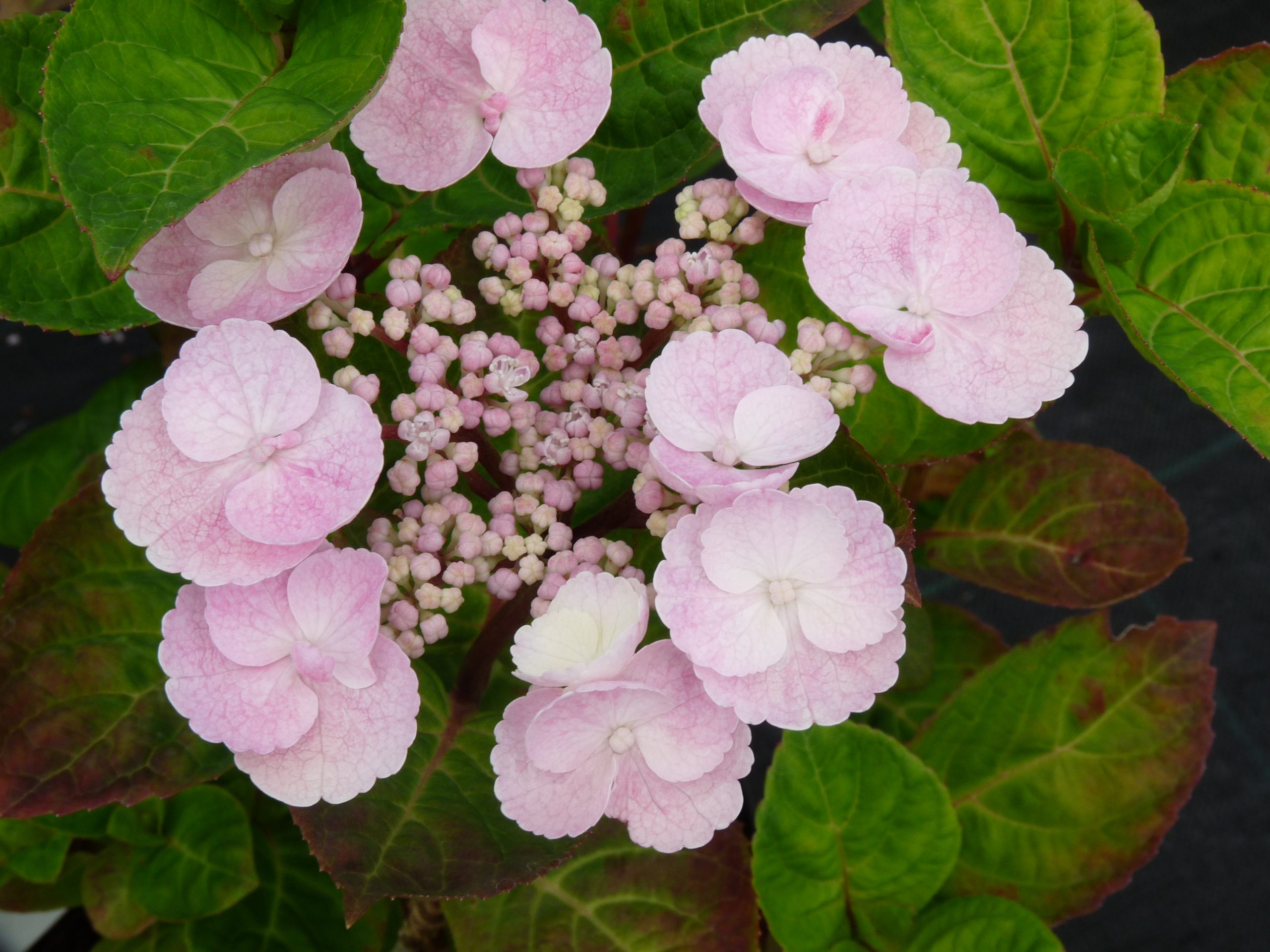Les Hortensias du Haut Bois Camino hortensia fleurs plates mi-ombre