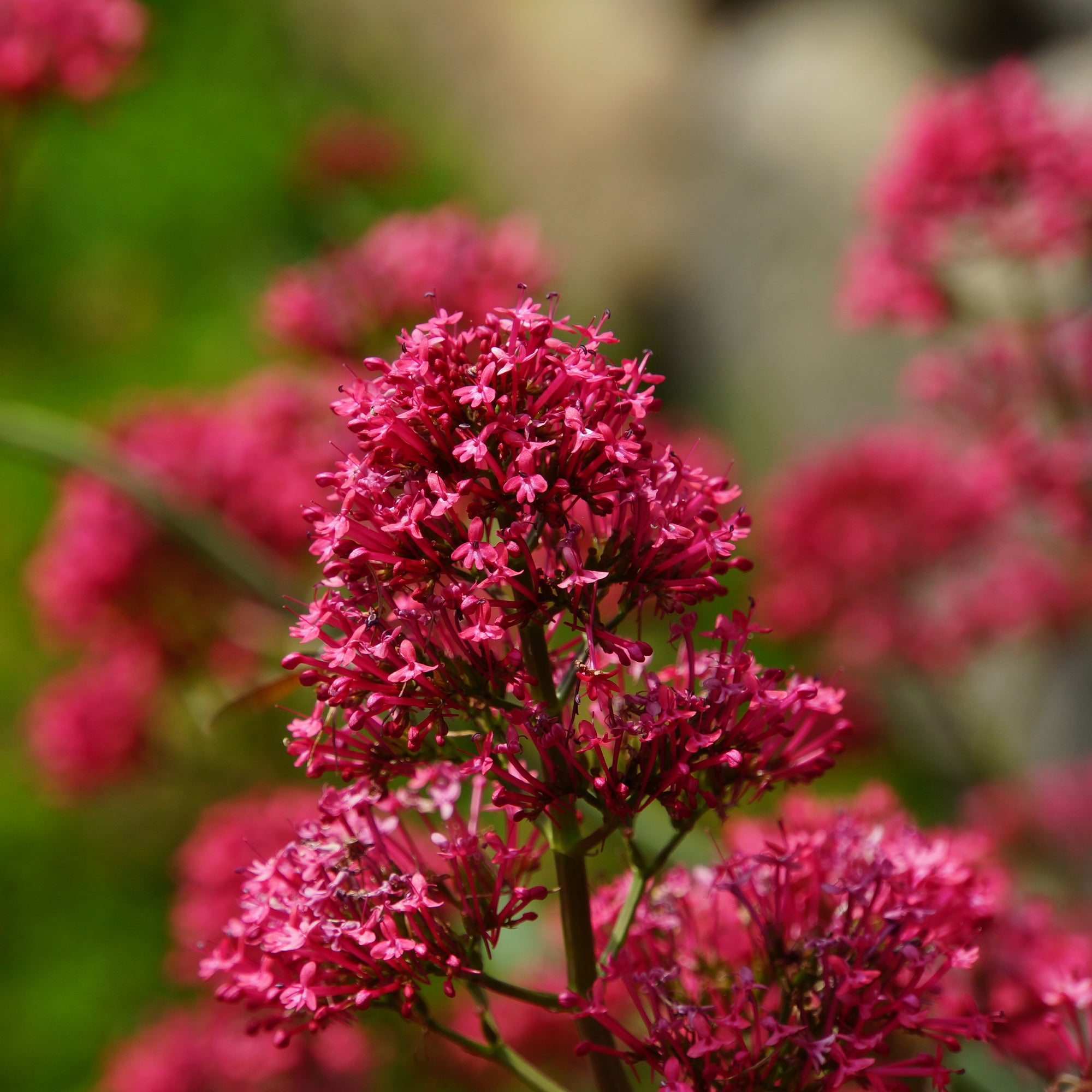 Bakker Plantes vivaces 3 Valérianes rouges mini mottes