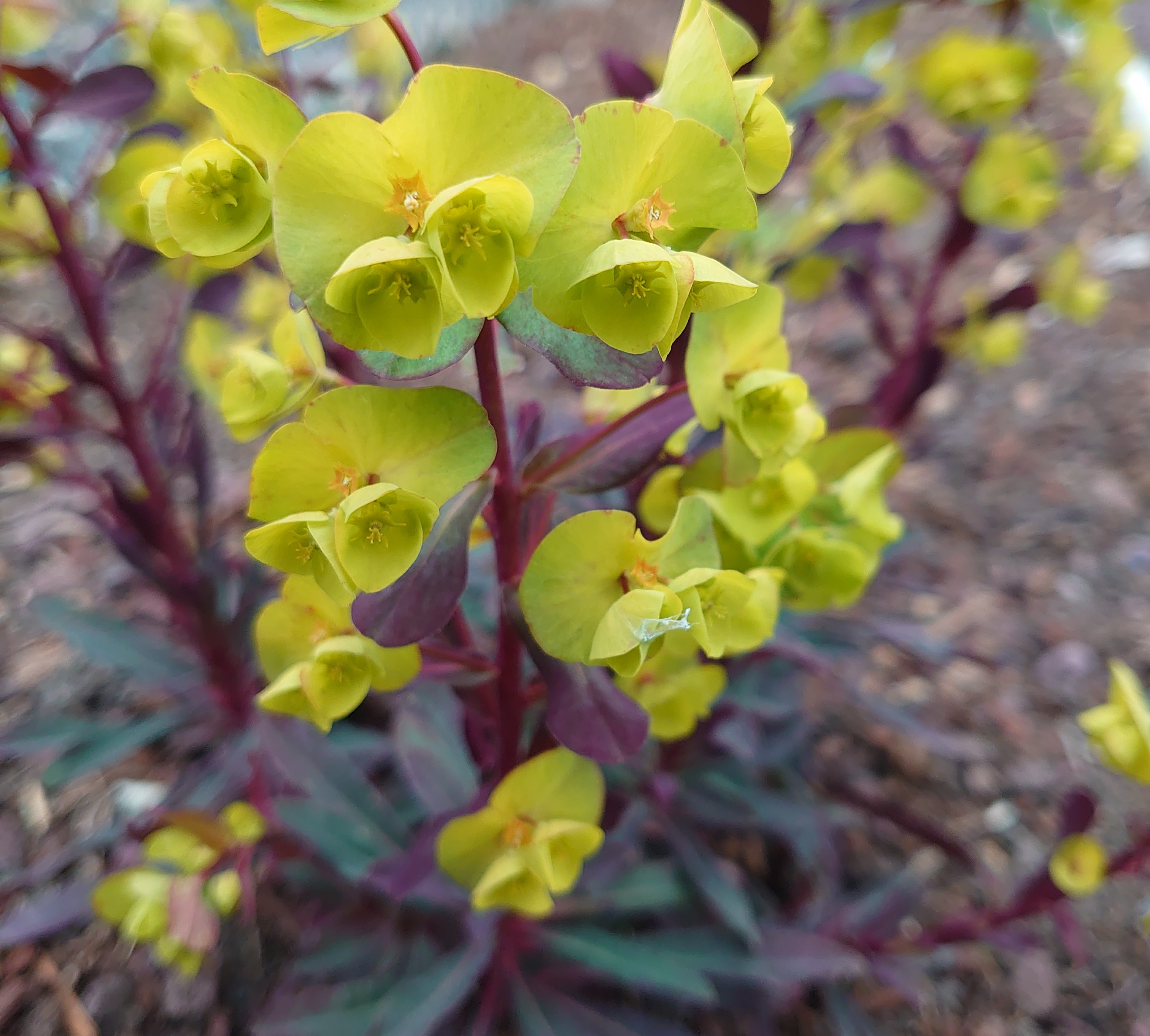 Passion Vivaces Euphorbia Despina euphorbe pourpre pot 1 litre