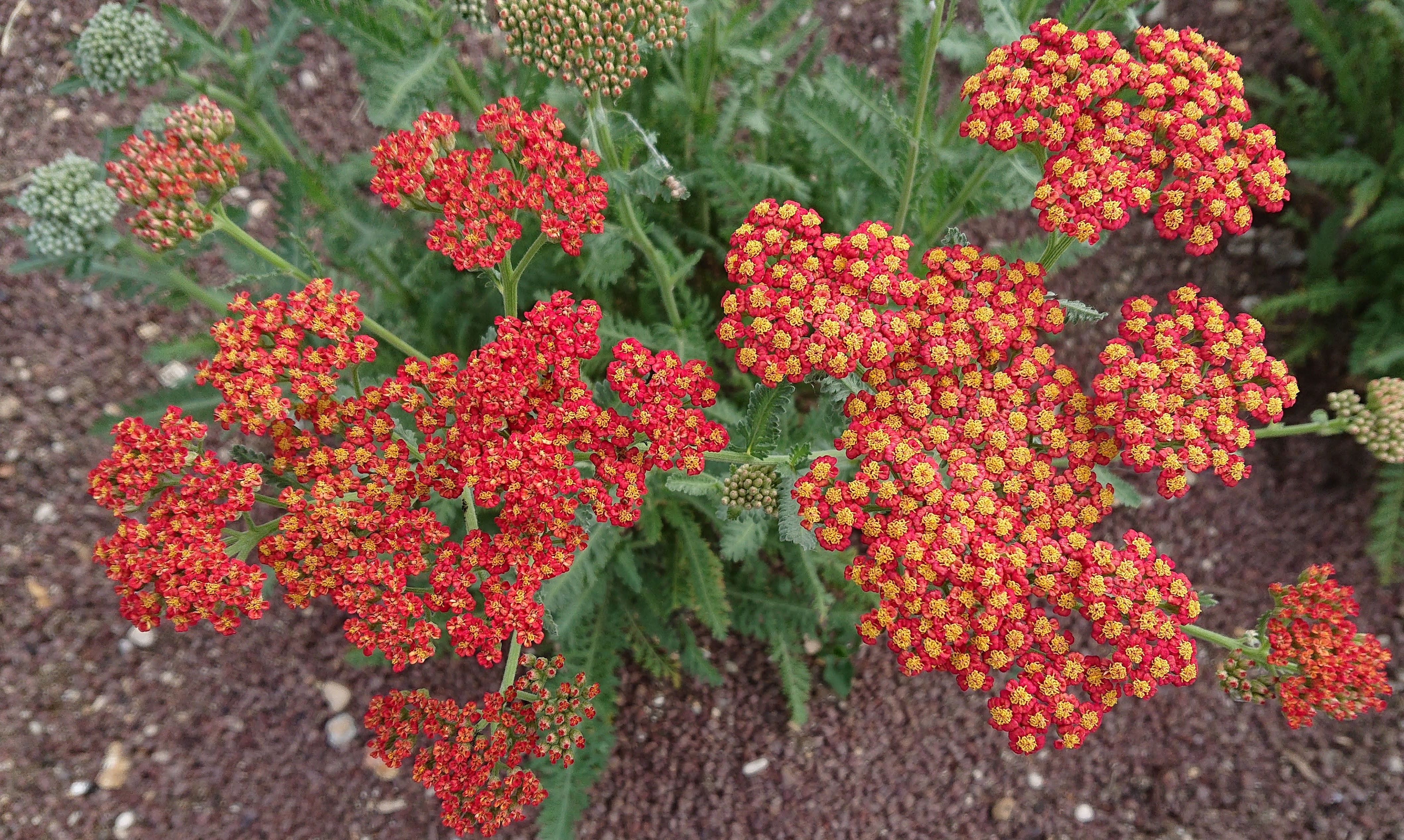 Passion Vivaces Achillea Walter Funcke achillée vivace massif