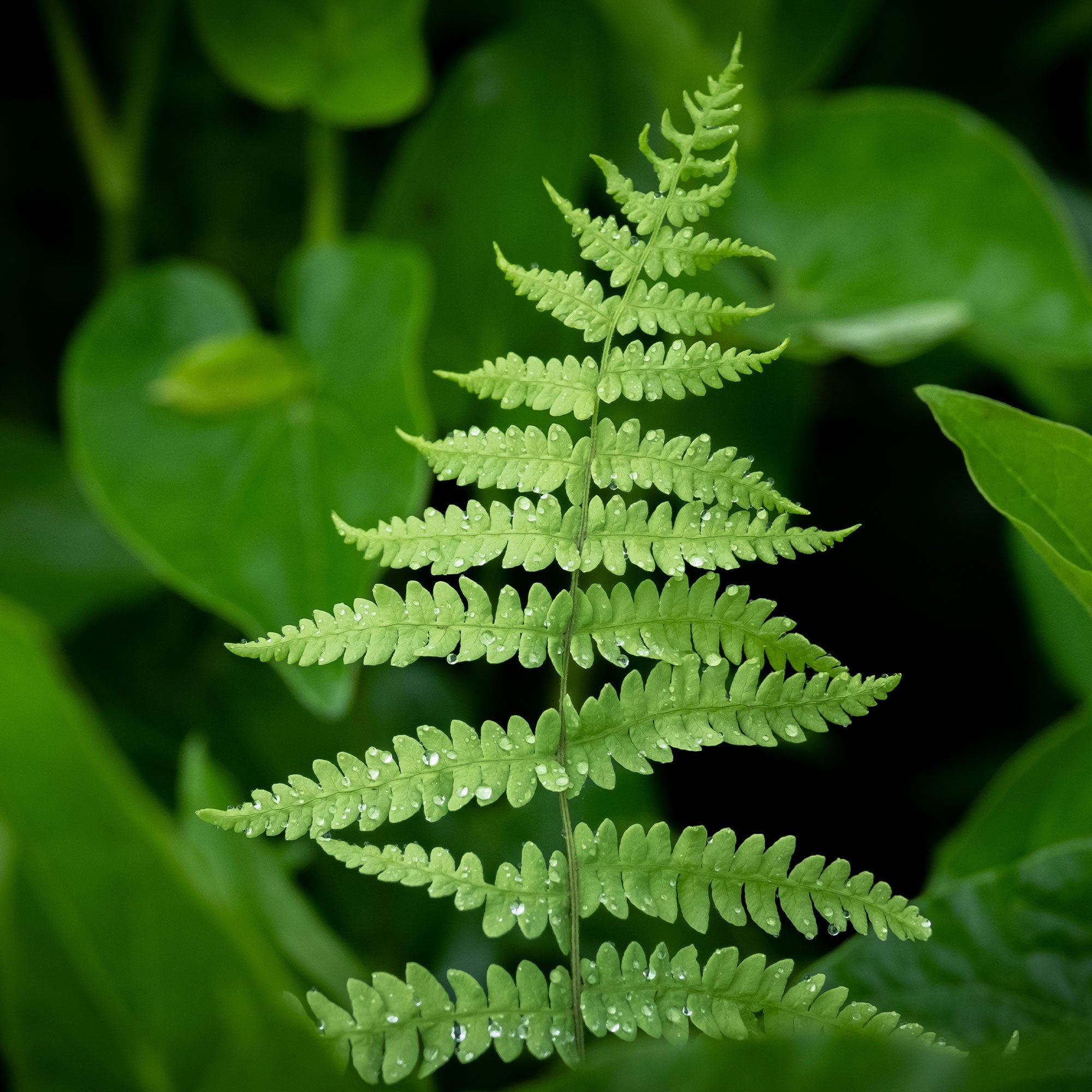 Bakker Plantes vivaces Fougère des marais plante vivace pot 9cm