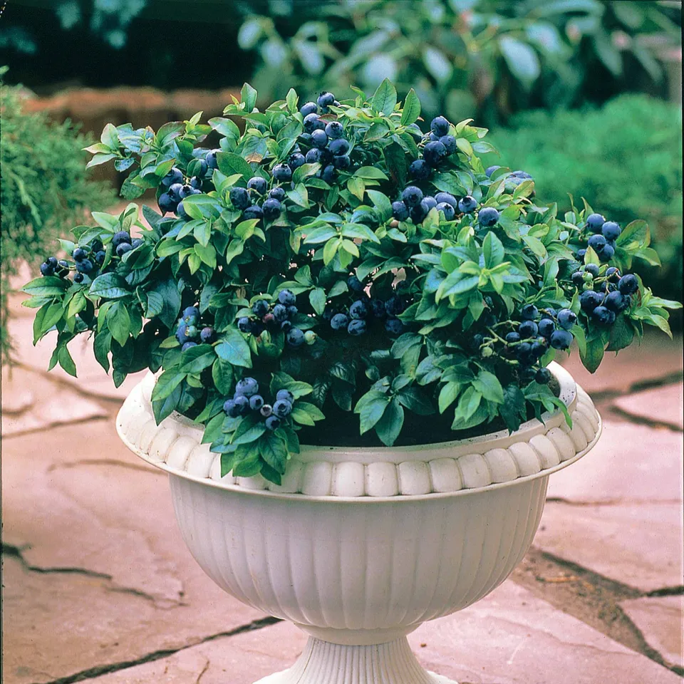 Bakker Fruitiers Myrtille Top Hat pot Ø 9cm
