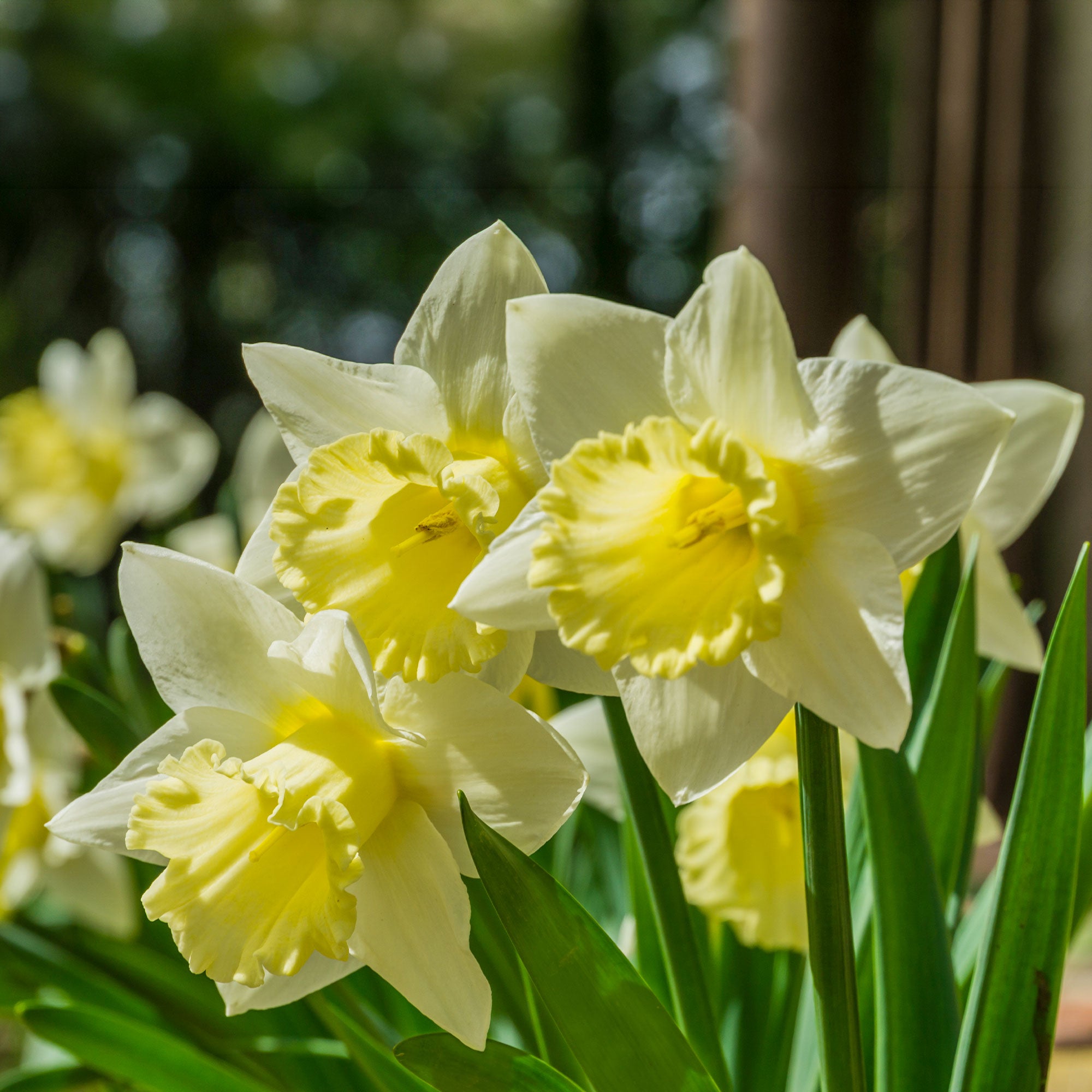 Bakker Goblet narcisse sachet 10 bulbes blanc jaune