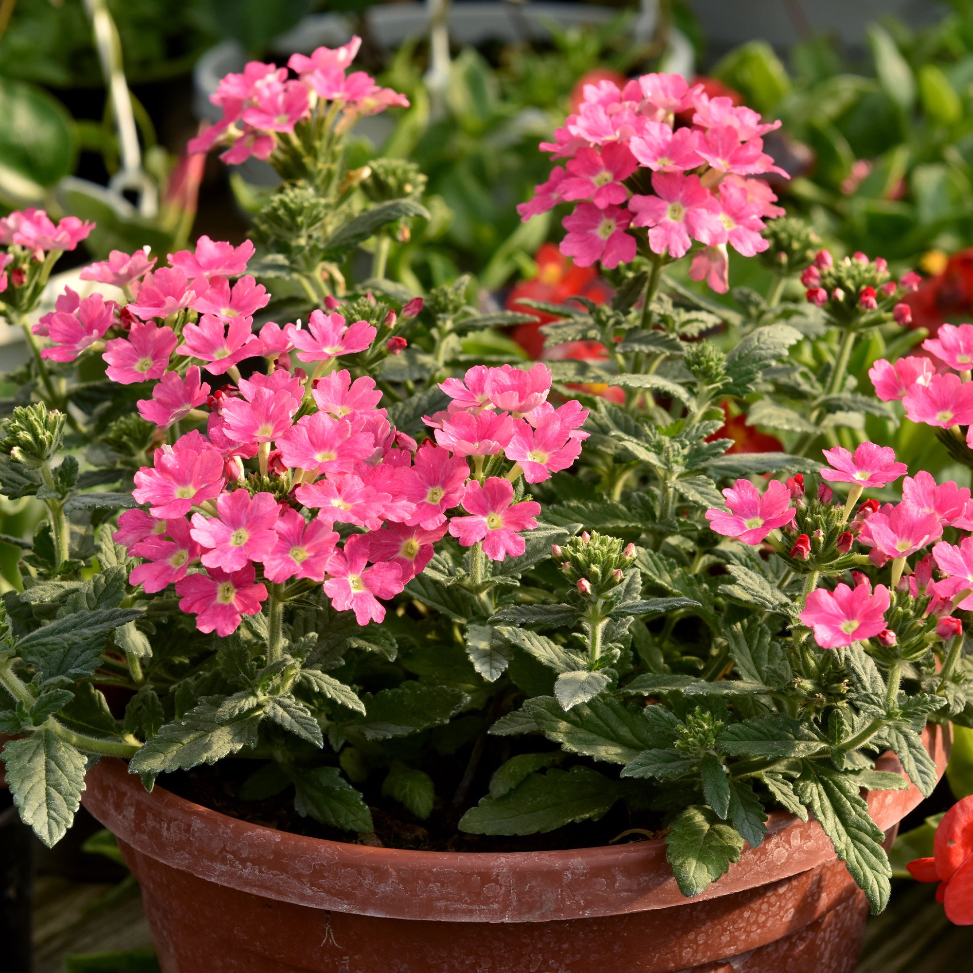 Bakker Verveine retombante rose pot Ø 10,5cm cascade