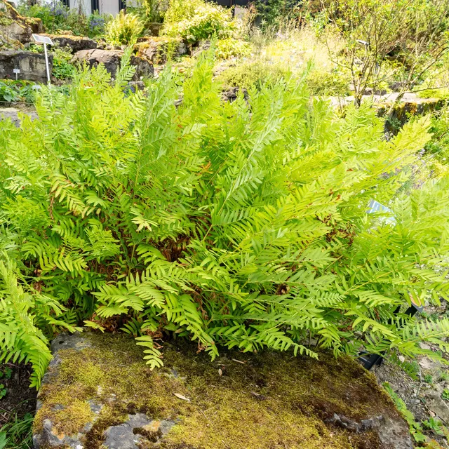 Bakker Osmonde royale fougère pot Ø 9cm zone humide