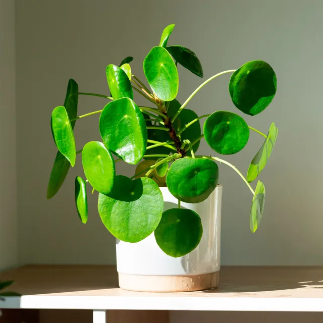 Bakker Pilea Peperomioides plante verte pot 12cm ronde