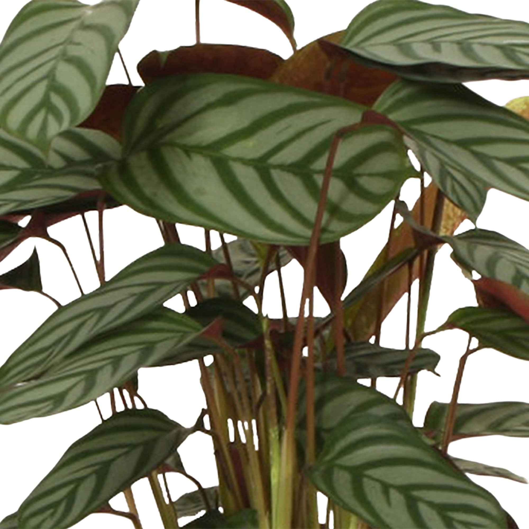 Bakker Compact Star calathea intérieur pot 17cm 70-80cm
