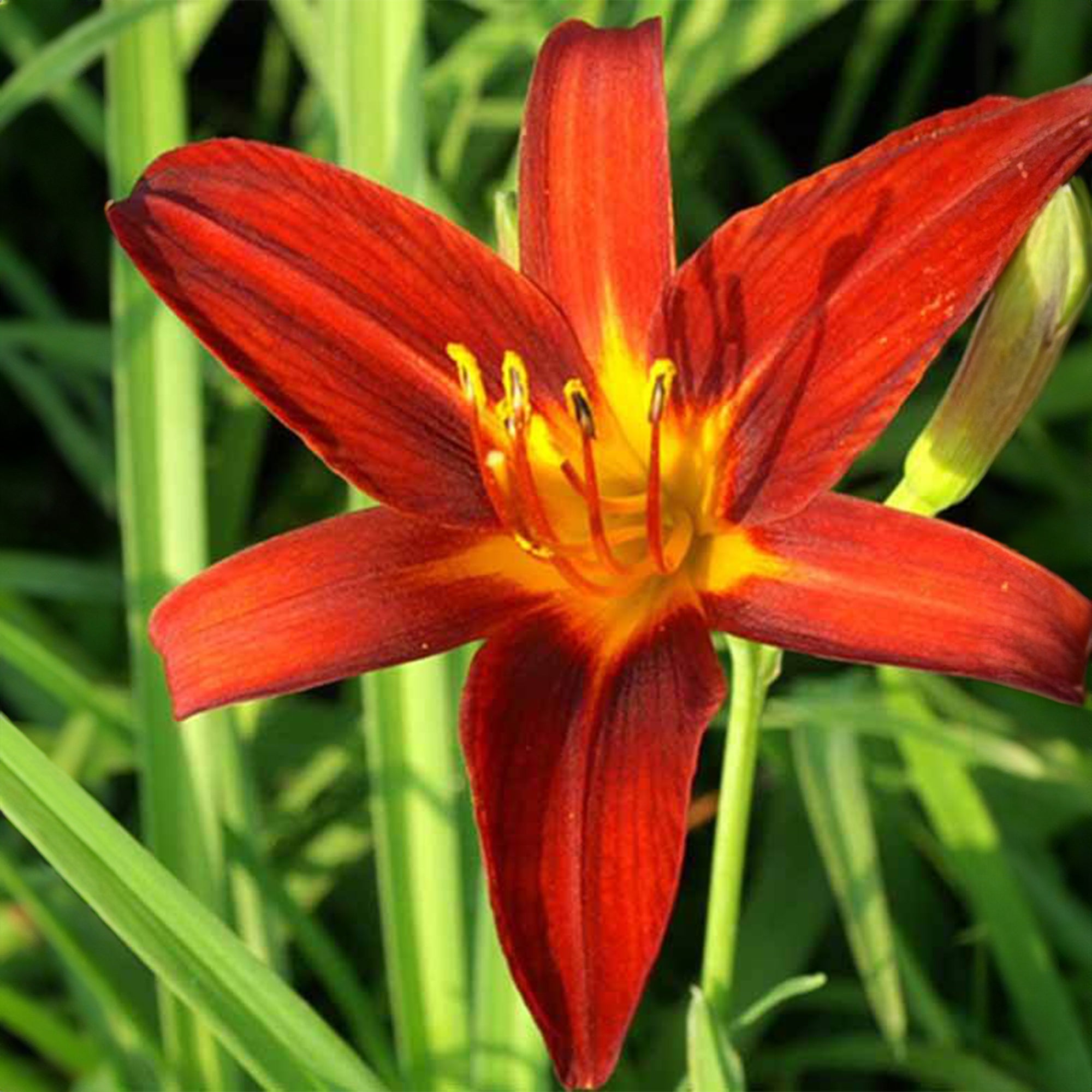 Bakker Sammy Russell Hémérocalle vivace pot Ø9 cm rouge