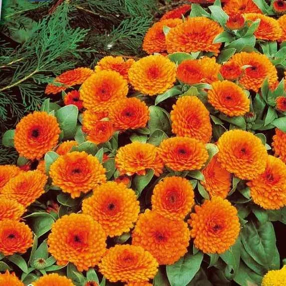 Bakker Orange Gitana souci double orange sachet 0,6 g