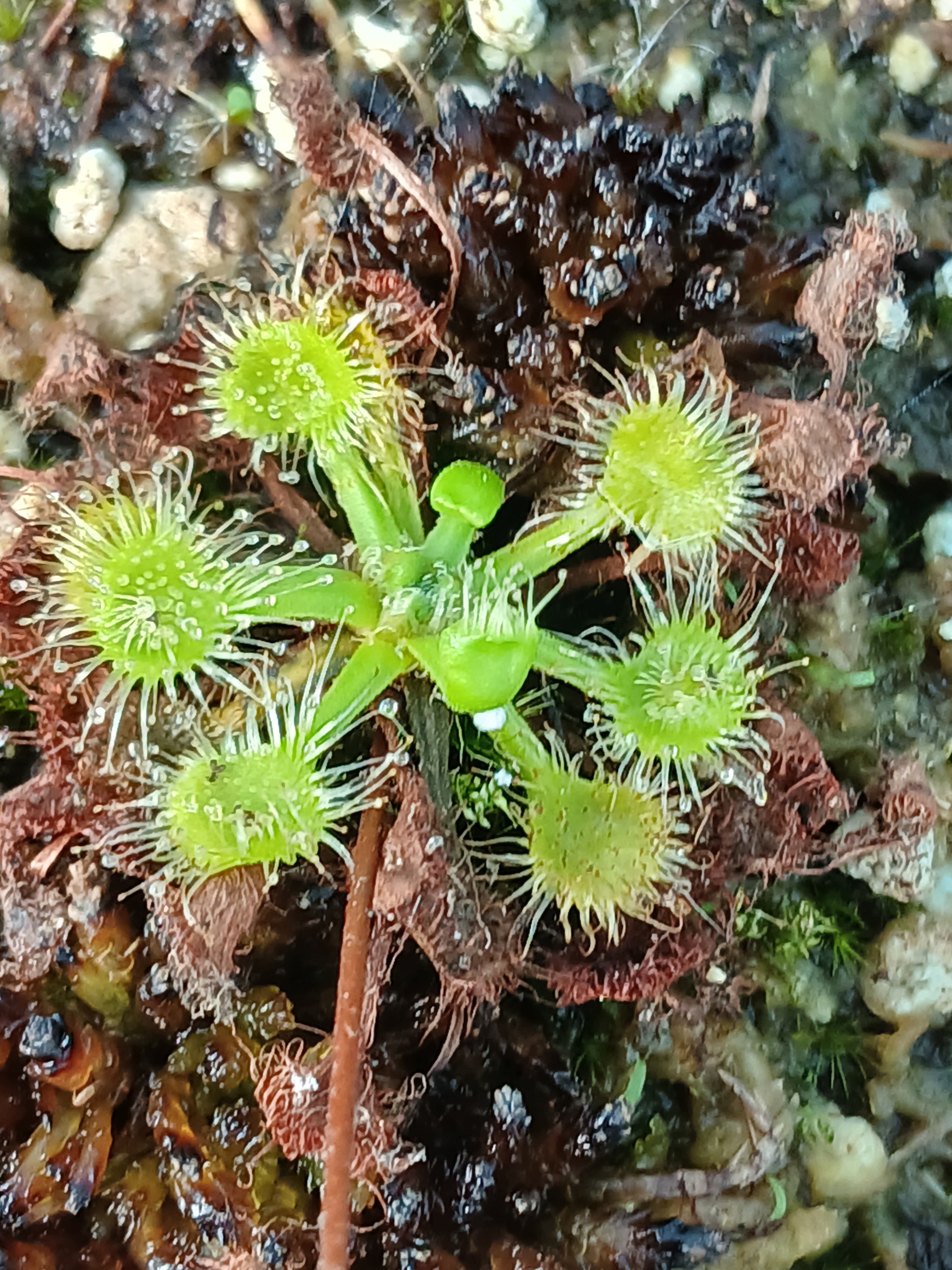 Carniflore Drosera rotundifolia verte carnivore pot adulte