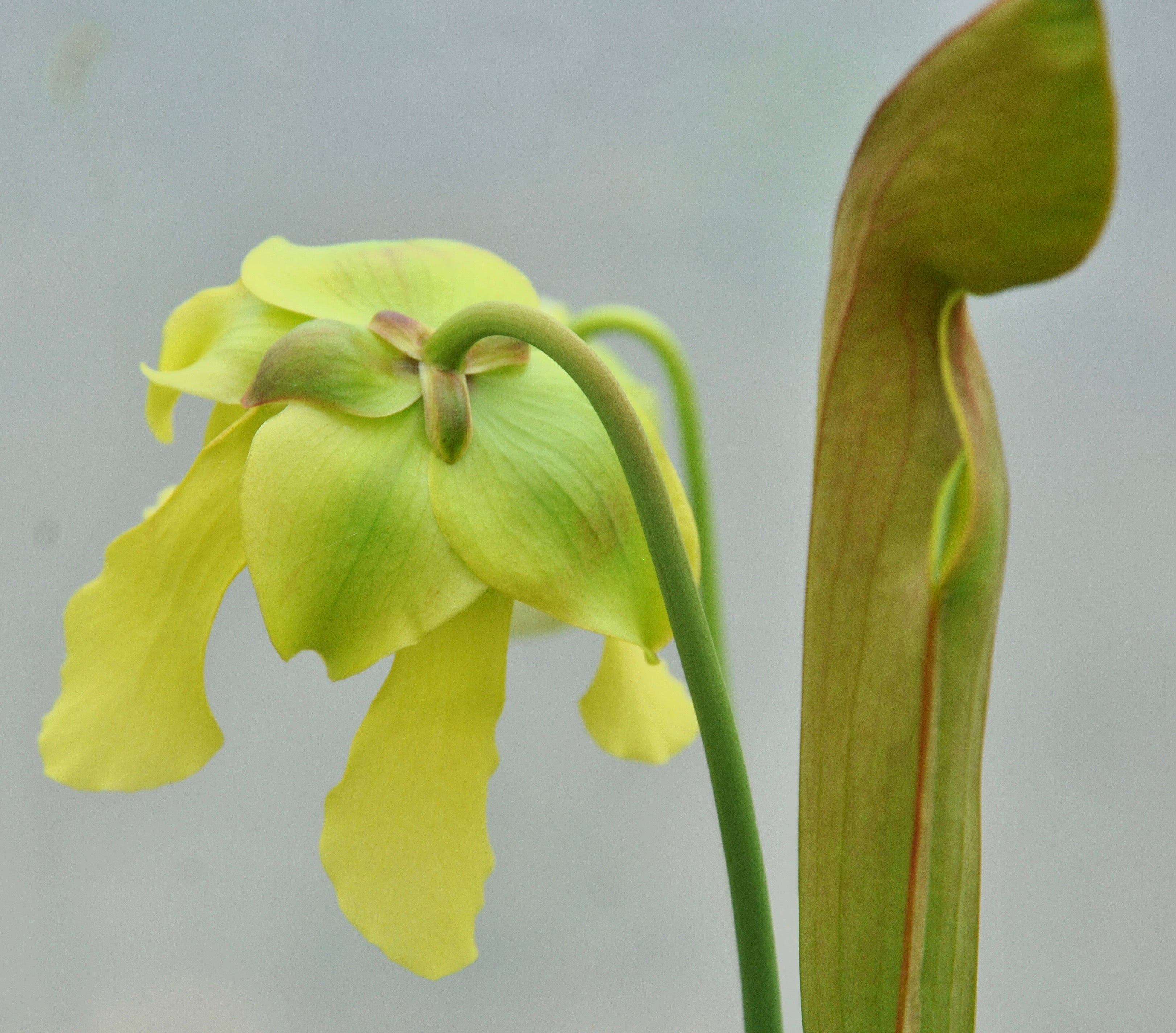 Carniflore Sarracenia x harperi plante carnivore 1 point pot 11 cm