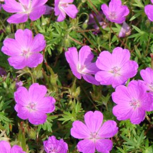 Bakker Plantes vivaces Géranium sanguin Aviemore plante vivace pot 9cm rose